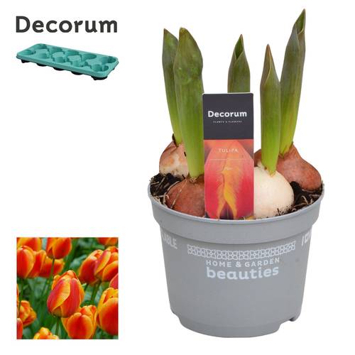 Tulpen 5er rot/gelb Flair T12 H17