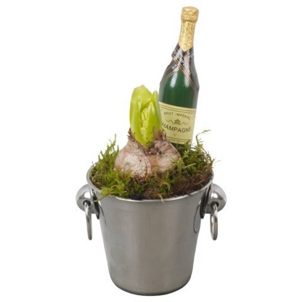 Hyac.Arr PTON7901 weisse Bl. Silvester T09 H020