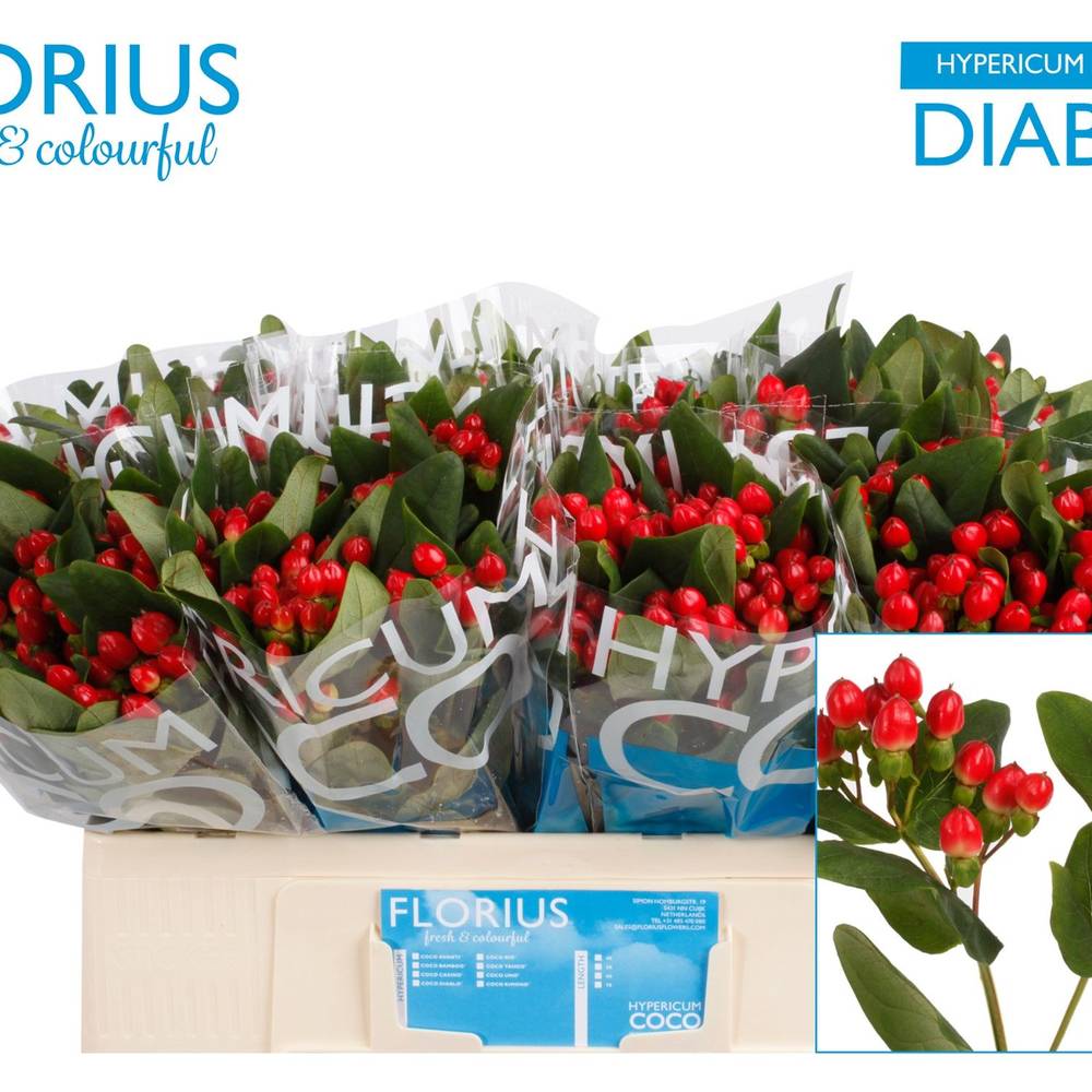 Hypericum rot Coco Diablo 50cm