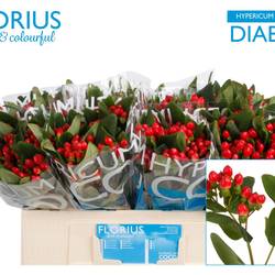 Hypericum rot Coco Diablo 50cm