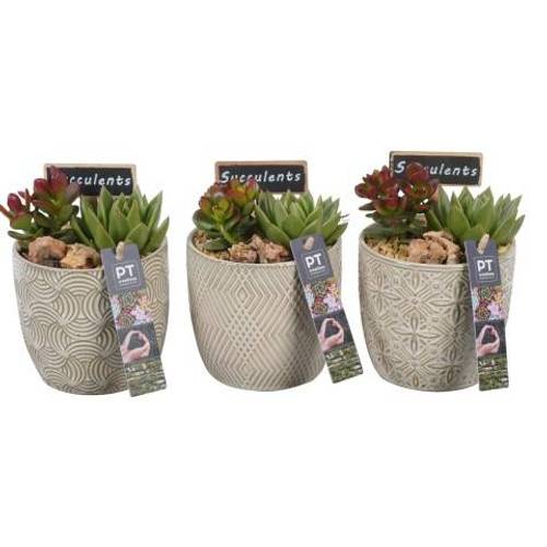 Succ.Arr PTSU6105 T12 H018