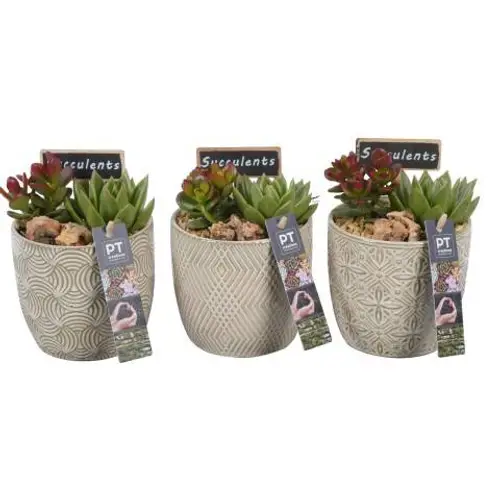 Succ.Arr PTSU6105 T12 H018