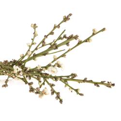 Prunus weiss 60cm, gefüllt