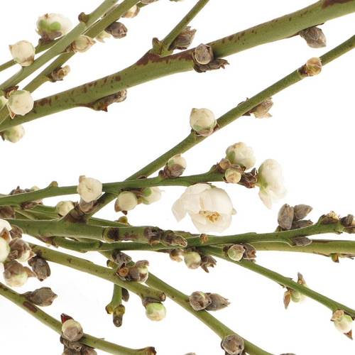 Prunus weiss 60cm, gefüllt