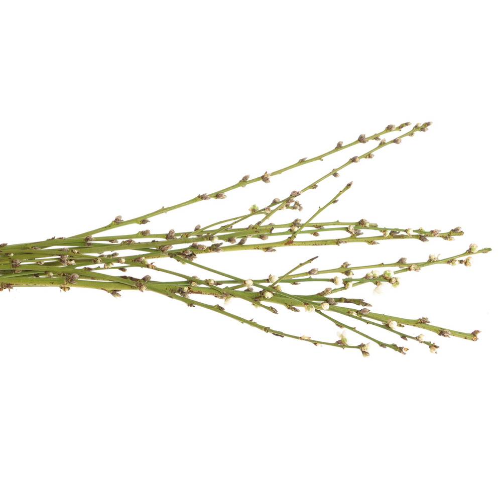 Prunus weiss 60cm, gefüllt