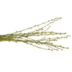 Prunus weiss 60cm, gefüllt
