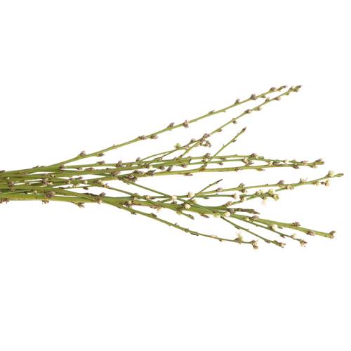 Prunus weiss 60cm, gefüllt