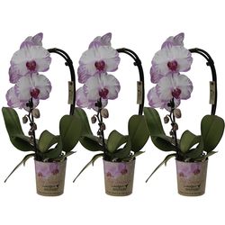Phal.1-R Cascade  White Spot T09 H40