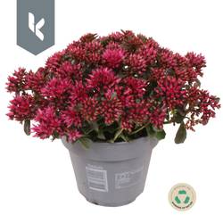Sedum rosa Spot On T12 H025