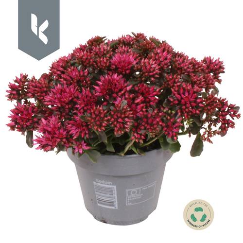 Sedum fuchsia Spot On T12 H025