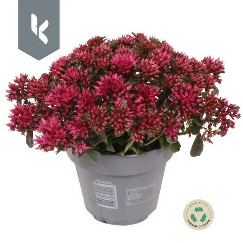Sedum fuchsia Spot On T12 H025