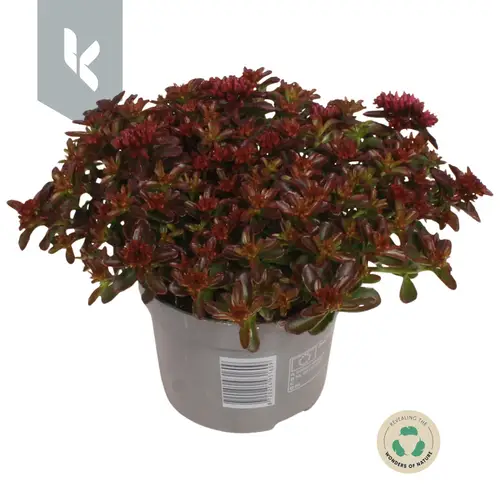 Sedum rosa Spot On T12 H025