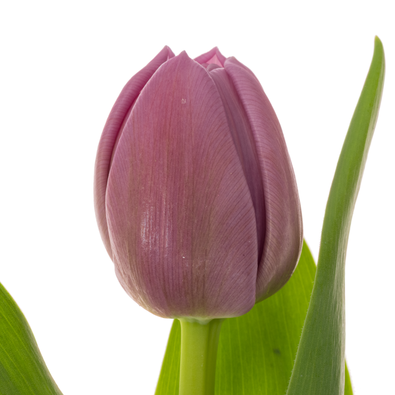 Tulpe lila doppel Violet velvet 52 Gramm