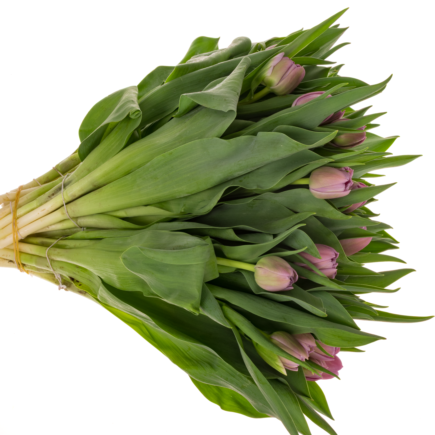 Tulpe lila doppel Violet velvet 52 Gramm