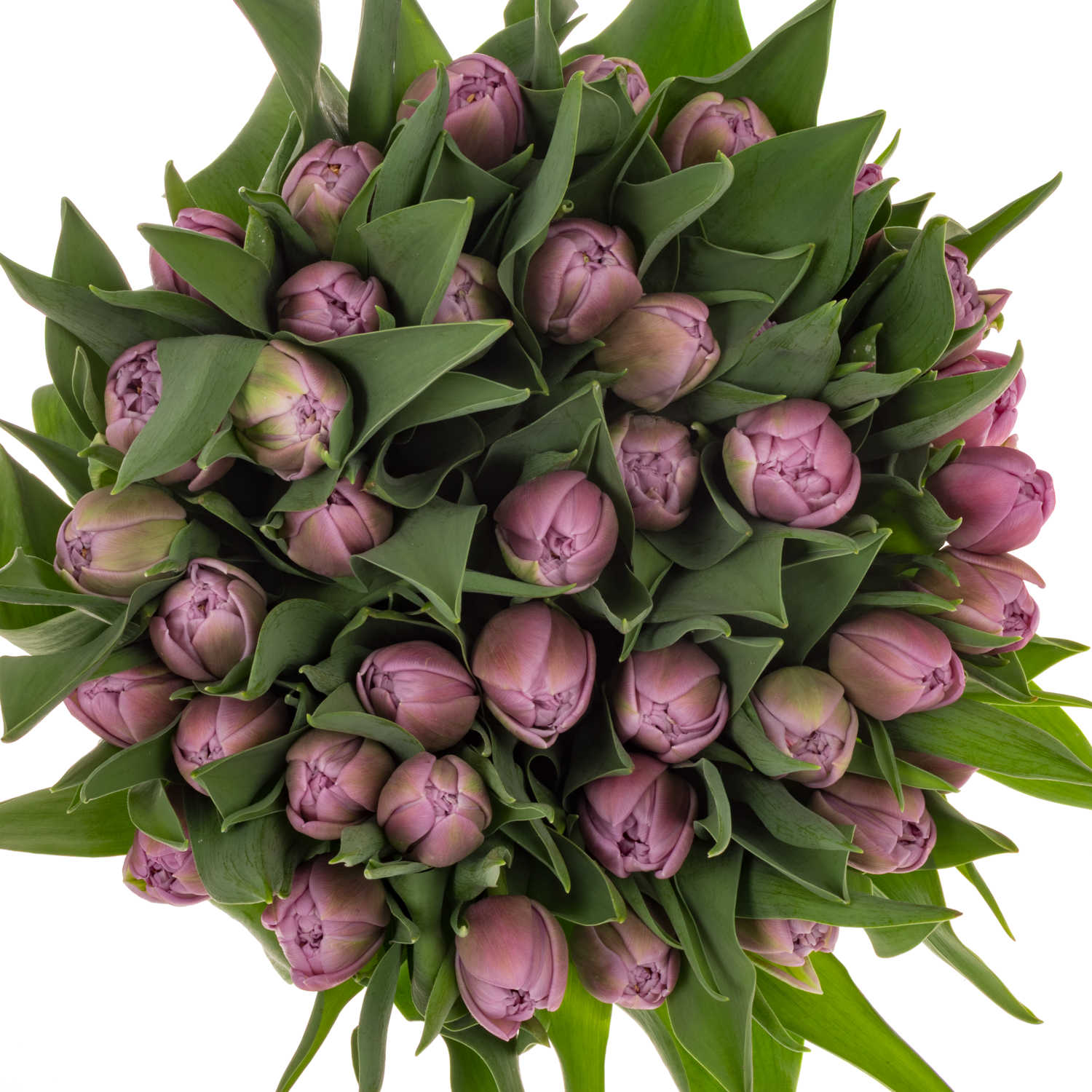 Tulpe lila doppel Violet velvet 52 Gramm