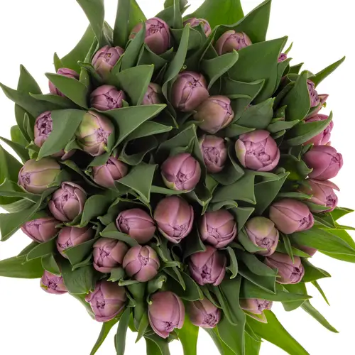 Tulpe lila doppel Violet velvet 52 Gramm