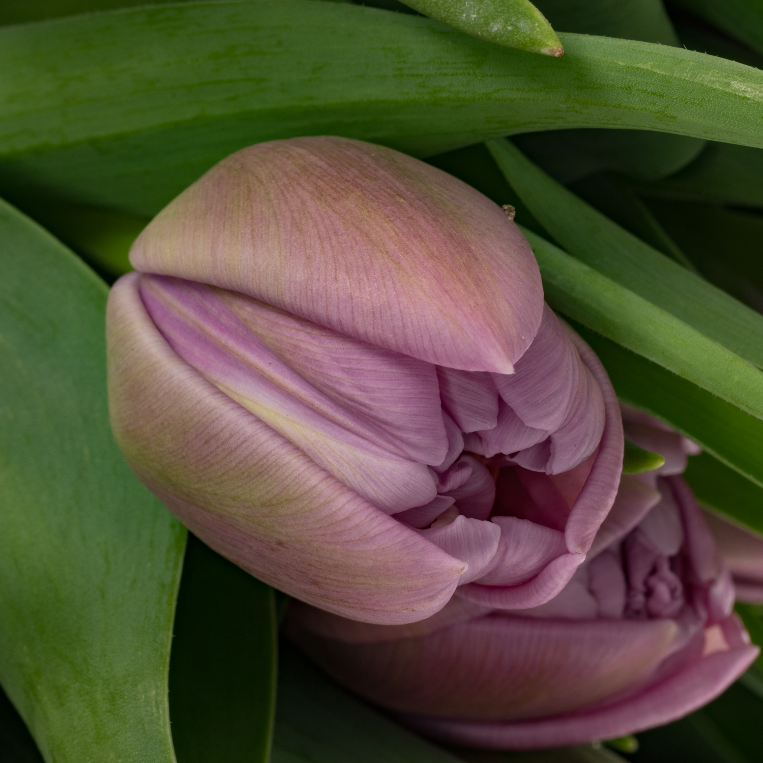 Tulpe lila doppel Violet velvet 52 Gramm