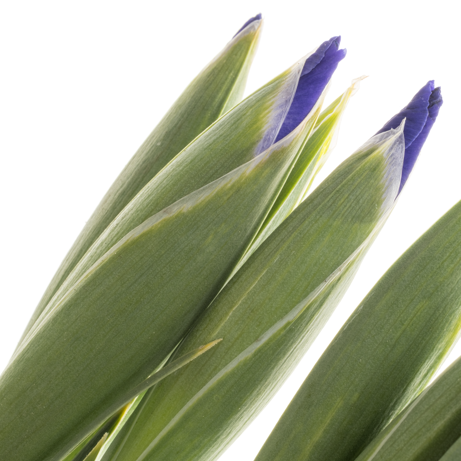 Iris blau Valentine 60 cm