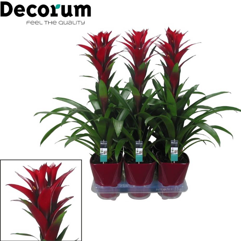 Guzmania bordeaux Switch Keramik T14 H60