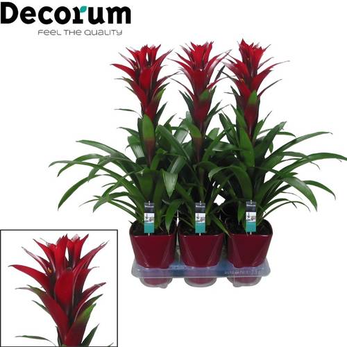Guzmania bordeaux Switch Keramik T14 H60