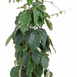 Tetrastigma Voin T24 H120