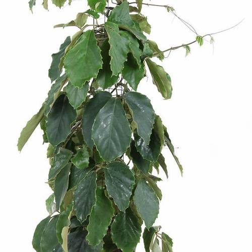 Tetrastigma Voin T24 H120