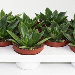 Echeveria Mexico T10,5 H015