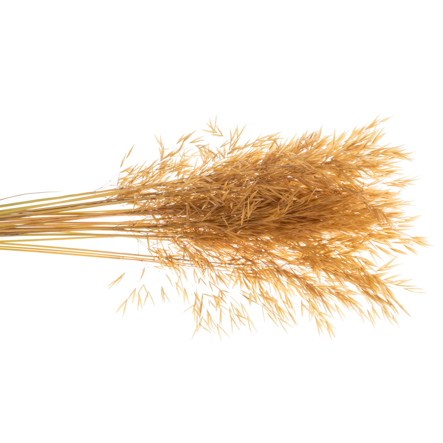 Ziergras braun / gold Stipa gigantea 90cm
