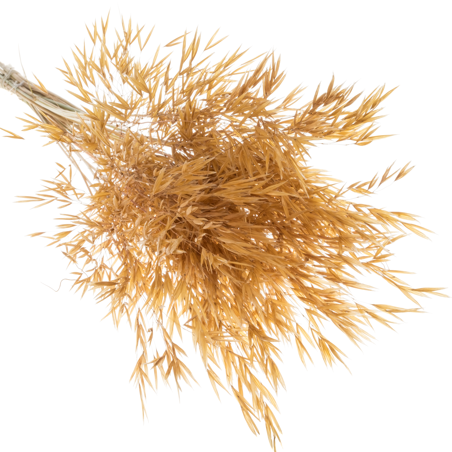 Ziergras braun / gold Stipa gigantea 90cm