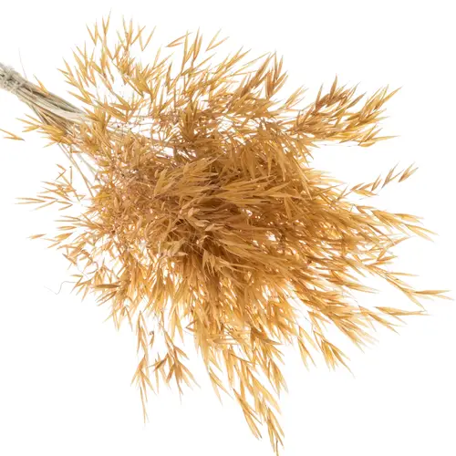 Ziergras braun / gold Stipa gigantea 90cm