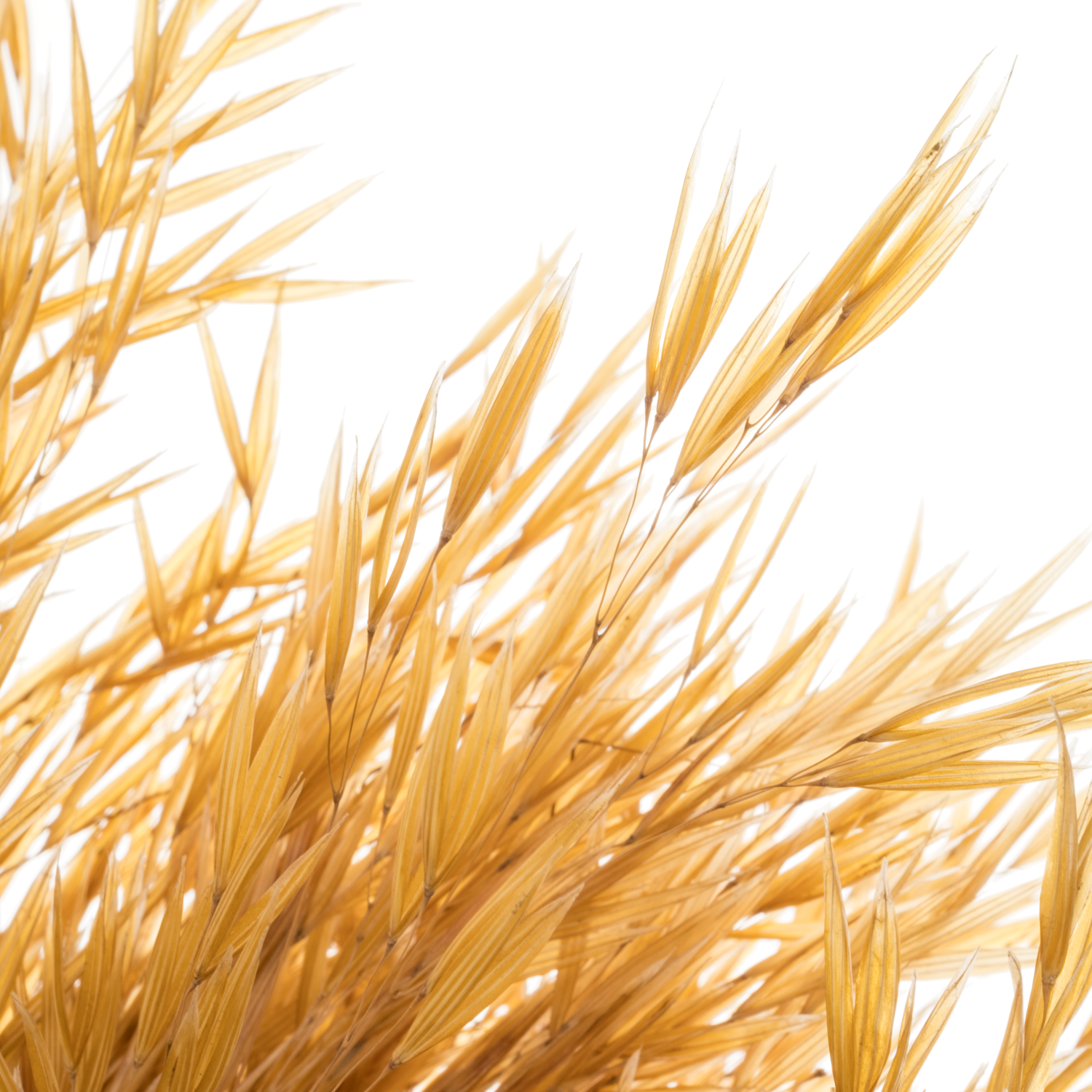 Ziergras braun / gold Stipa gigantea 90cm