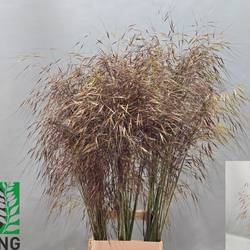Ziergras senf Stipa gigantea 90cm