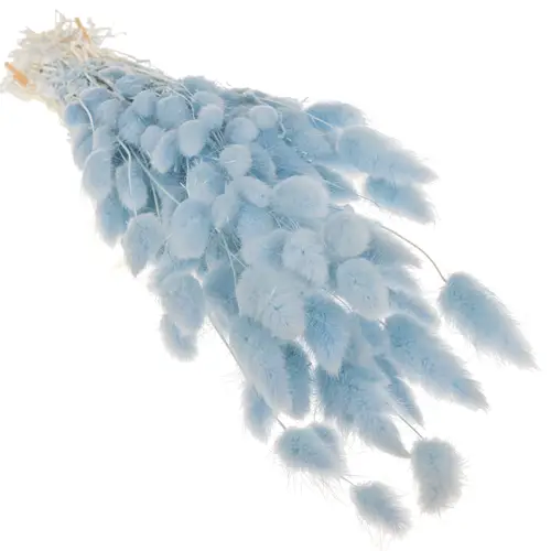 Lagurus hell blau Gebleicht 70cm 100Gramm