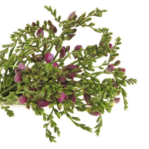Freesie rosa pink Costa 28 Gramm