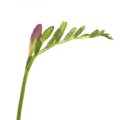 Freesie rosa pink Costa 28 Gramm