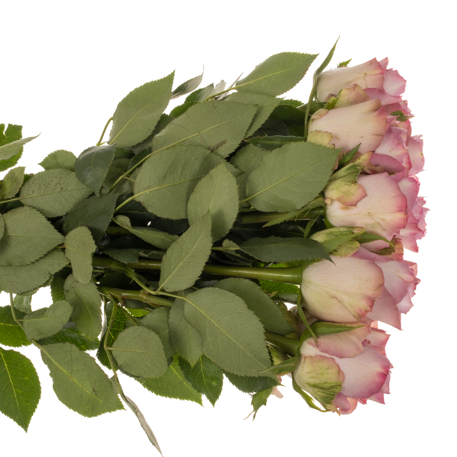 Rose lila Nova Zembla 50cm