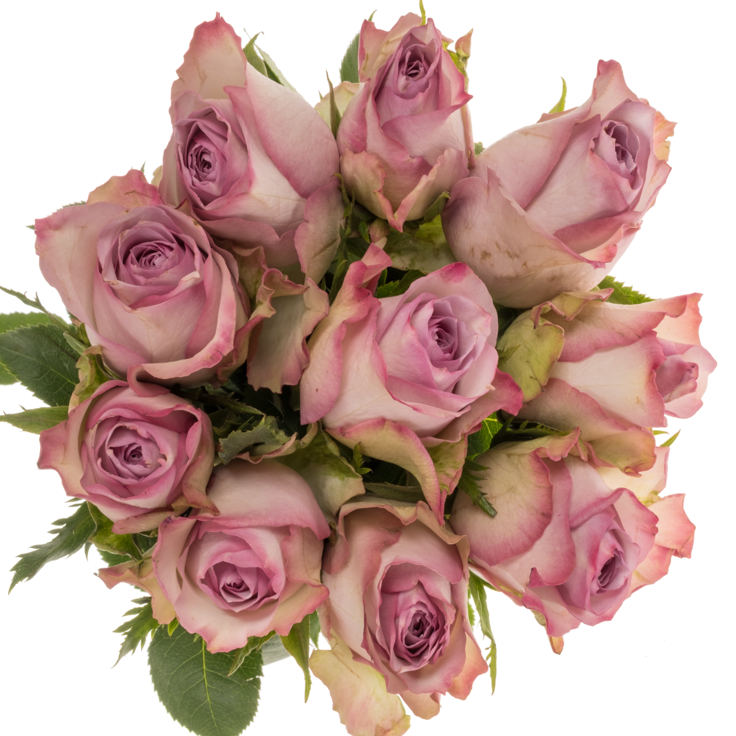 Rose lila Nova Zembla 50cm
