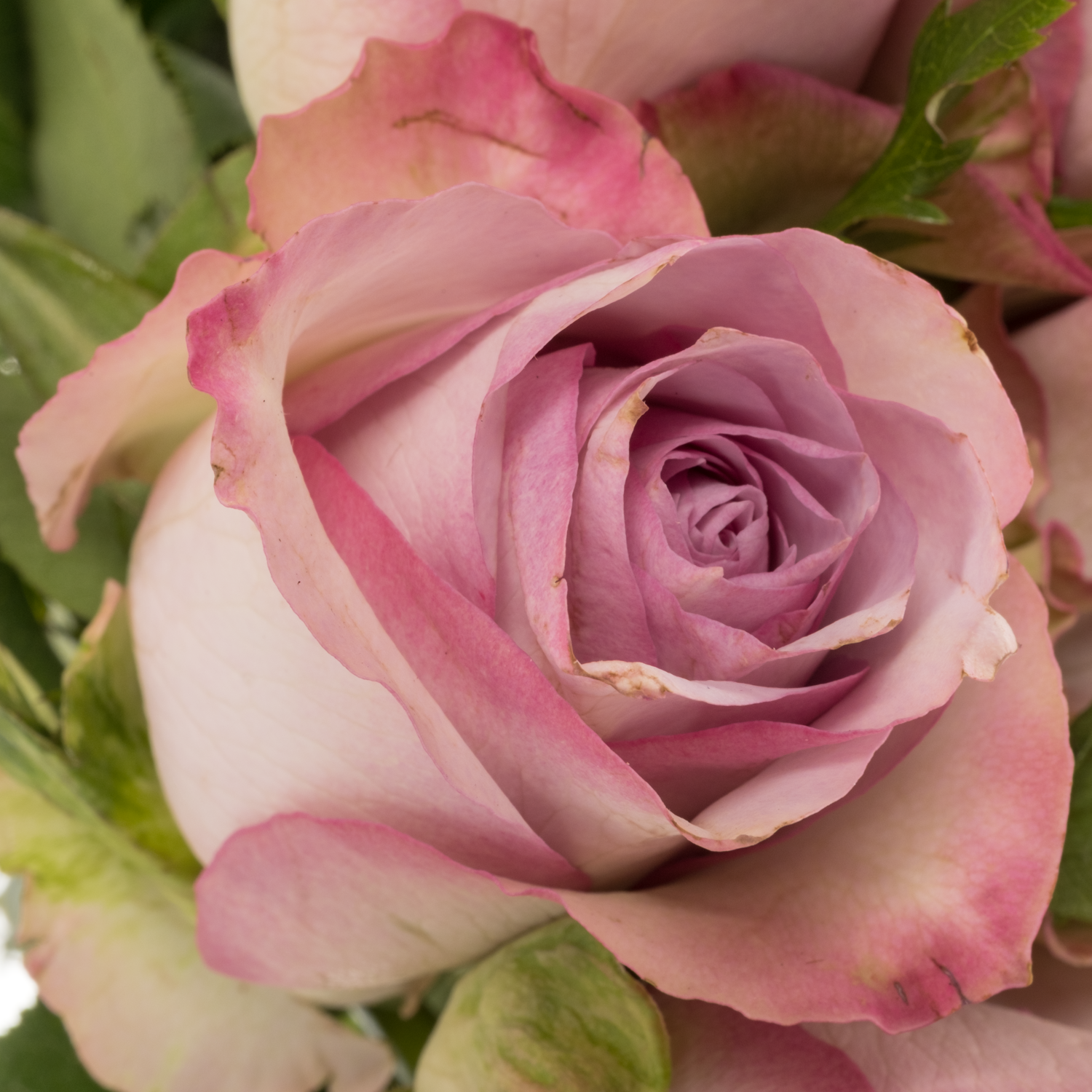 Rose lila Nova Zembla 50cm