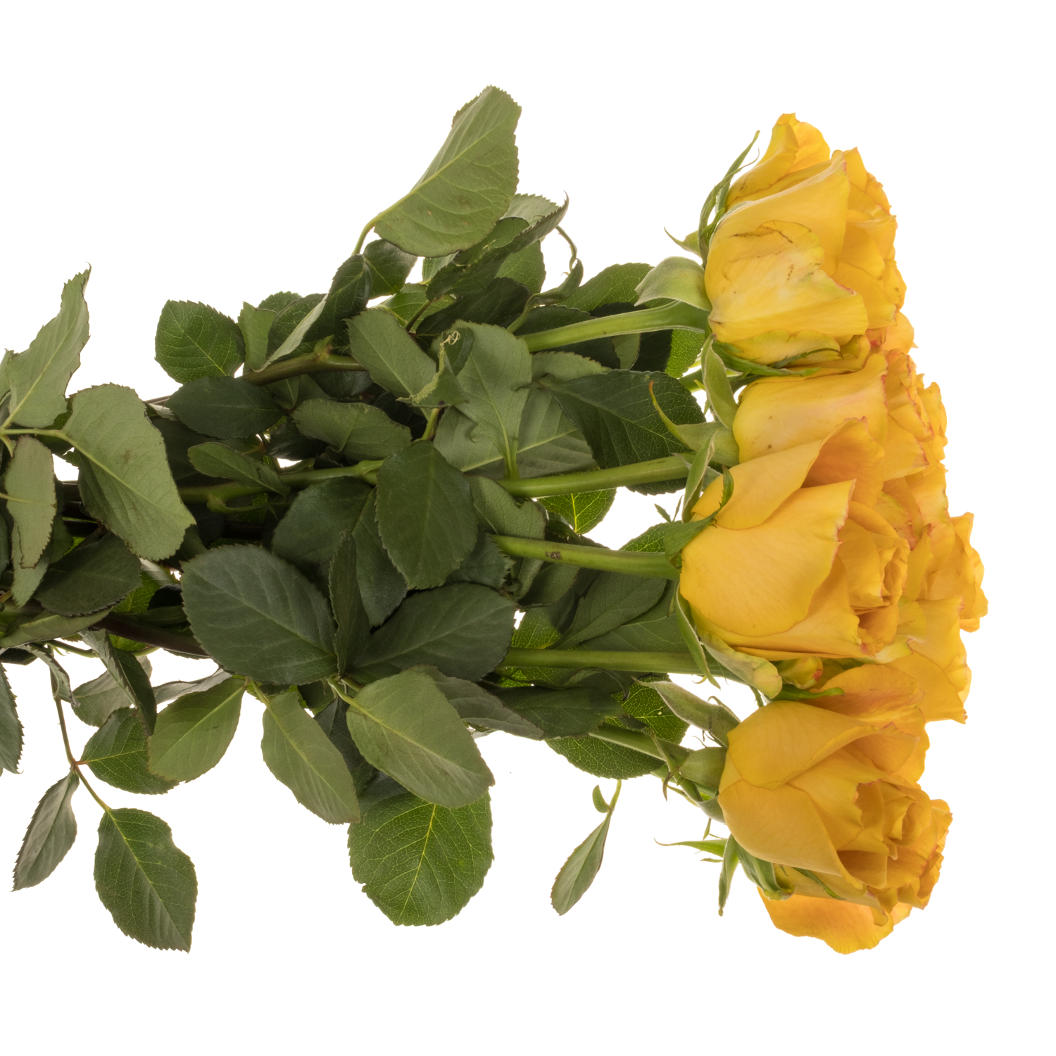 Rose senf Heart of Gold 50cm
