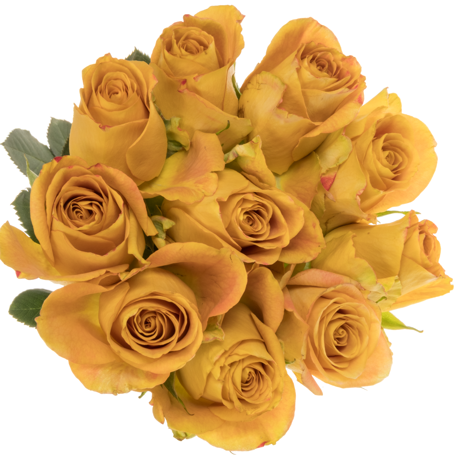 Rose senf Heart of Gold 50cm