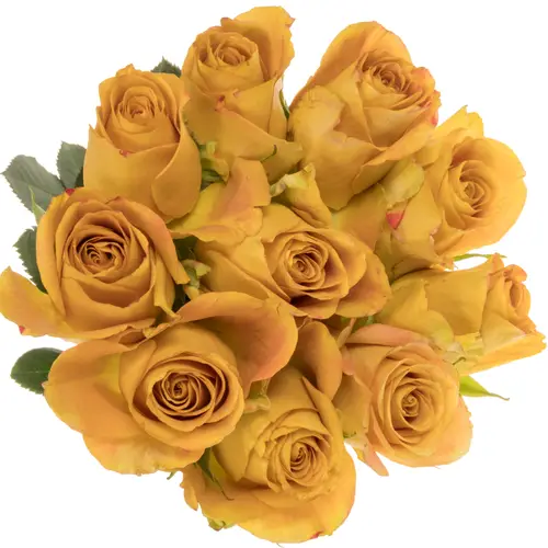 Rose senf Heart of Gold 50cm