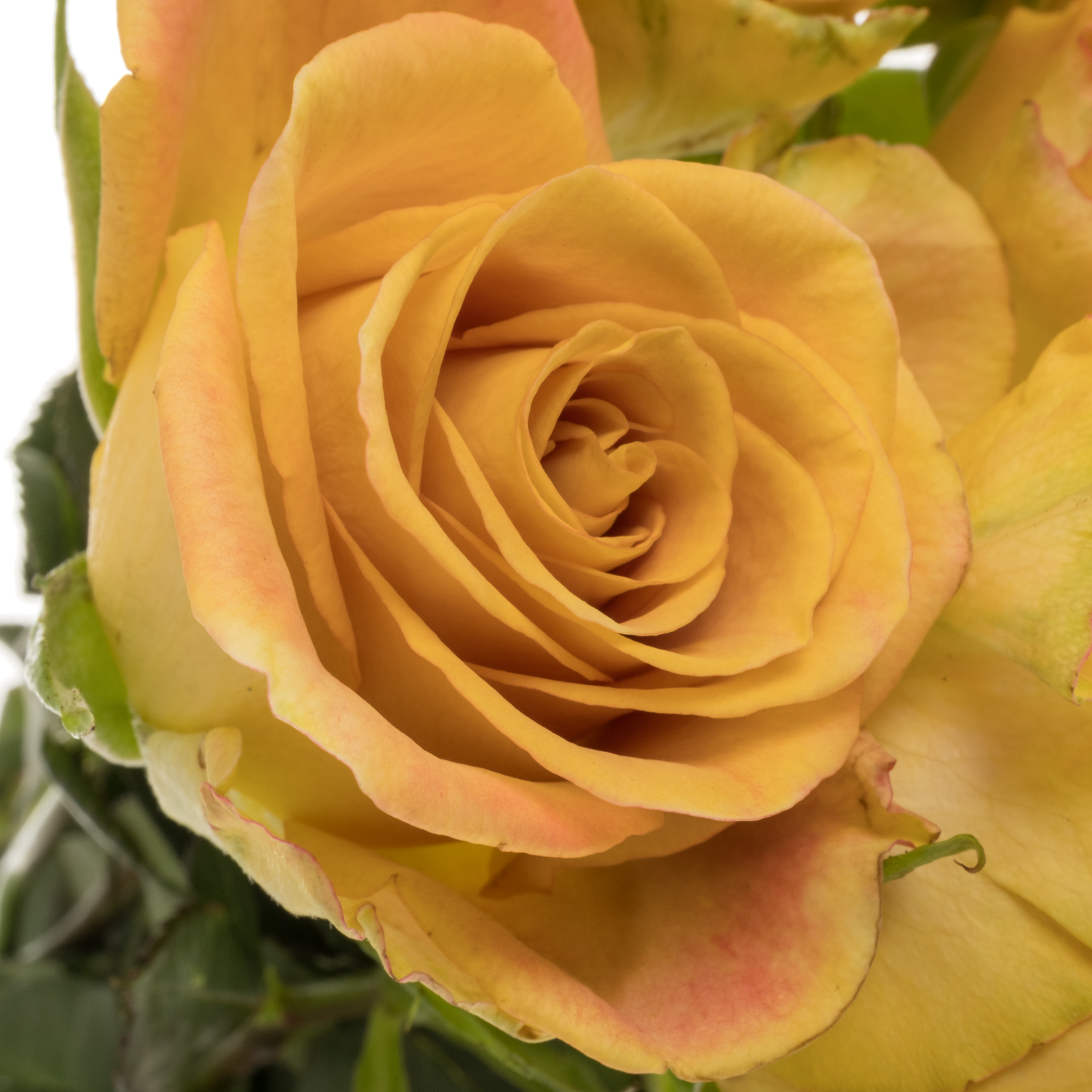 Rose senf Heart of Gold 50cm