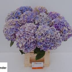 Hortensie milka Minerva Lavender classic Bol 15cm 60cm