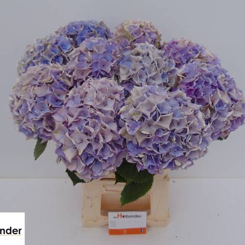 Hortensie milka Minerva Lavender classic Bol 15cm 60cm