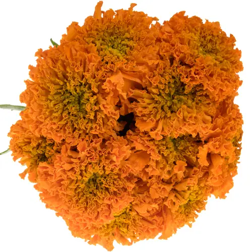 Tagetes orange Promise Orange 40cm