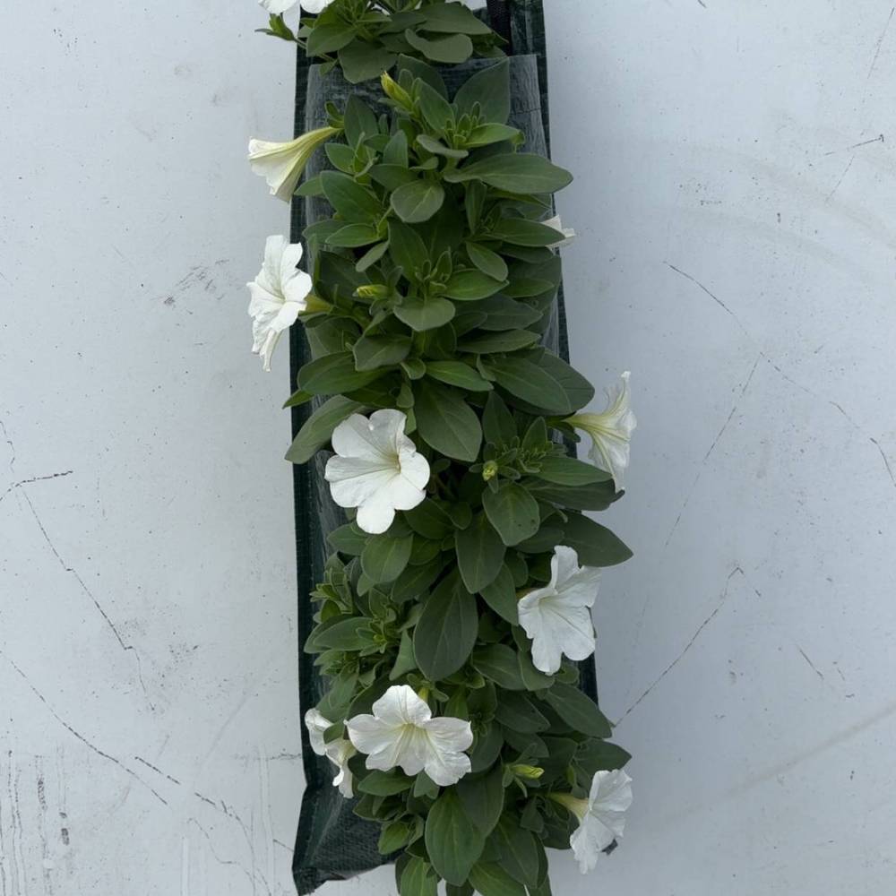 Petunia weiss Wandhänger H045