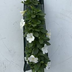 Petunia weiss Wandhänger H045