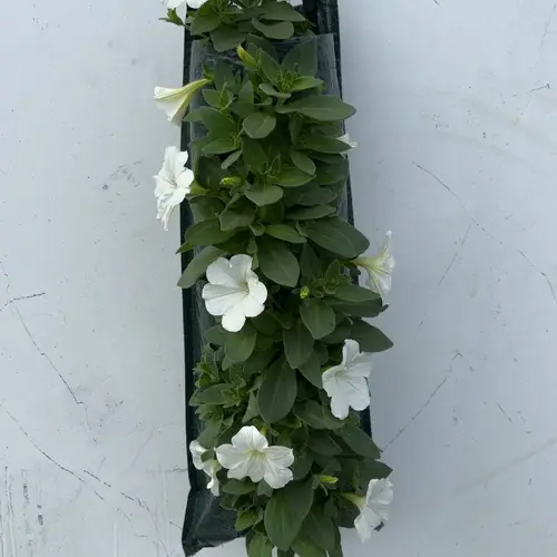 Petunia weiss Wandhänger H045