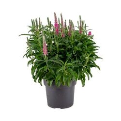 Veronica Spicata Rose T17 H40