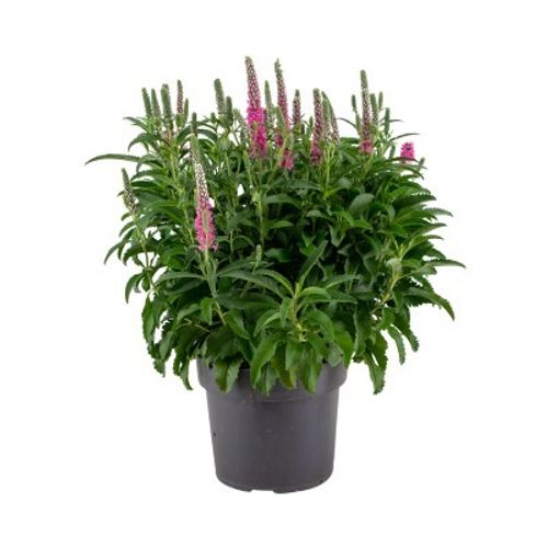 Veronica Spicata Rose T17 H40